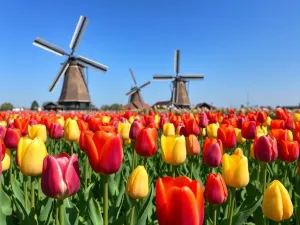 Ile zarabia się w Holandii?